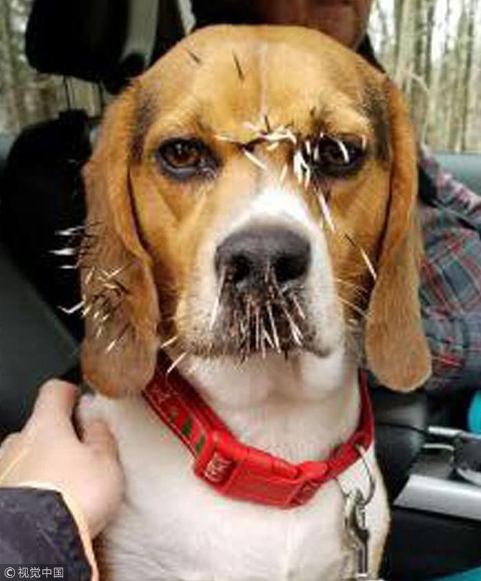 不许笑我没输!美国猎犬外出偶遇豪猪 大打出手被扎一脸刺