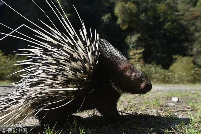 不许笑我没输!美国猎犬外出偶遇豪猪 大打出手被扎一脸刺