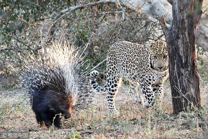不许笑我没输!美国猎犬外出偶遇豪猪 大打出手被扎一脸刺