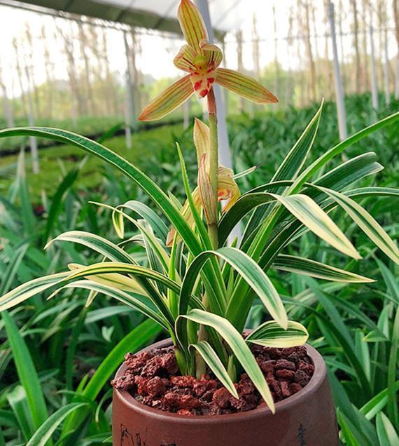 被誉为兰花中的国宝，金边线艺，花期长达半年，价格亲民