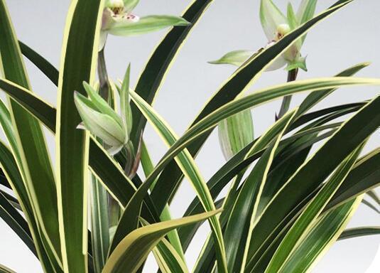 被誉为兰花中的国宝，金边线艺，花期长达半年，价格亲民