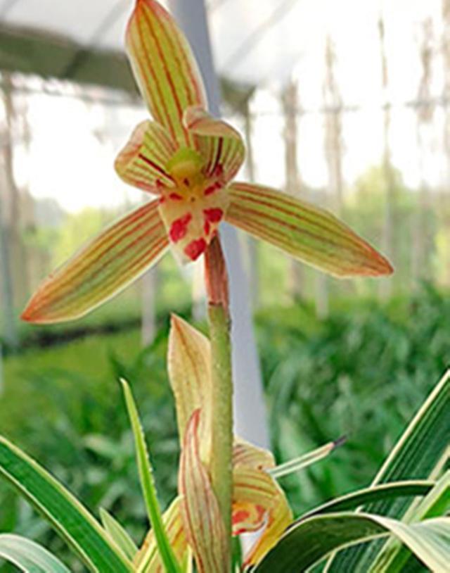 被誉为兰花中的国宝，金边线艺，花期长达半年，价格亲民