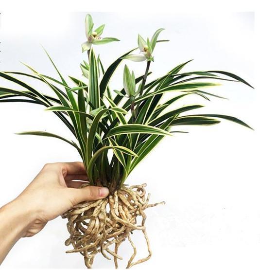 被誉为兰花中的国宝，金边线艺，花期长达半年，价格亲民