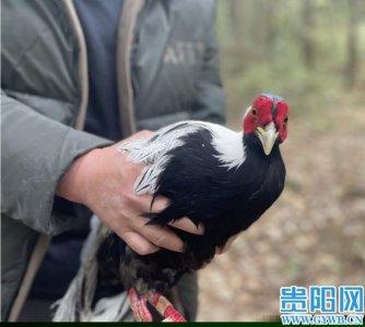 ​街头捡只鸟，竟是国家二级保护动物白鹇