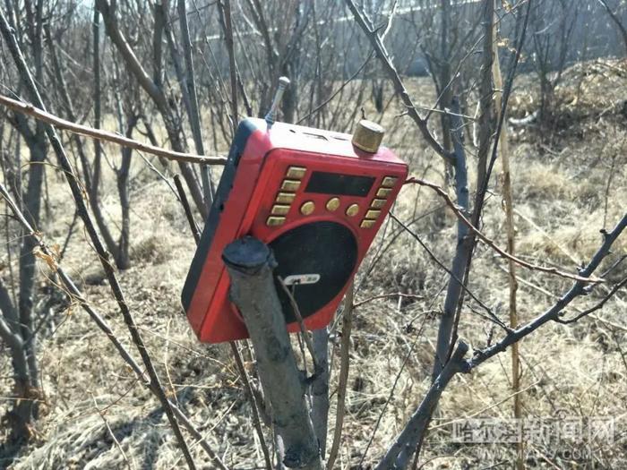 捕鸟20只以上就要判刑！丨春回鸟归，捕鸟网也支起来了！还带“高科技”