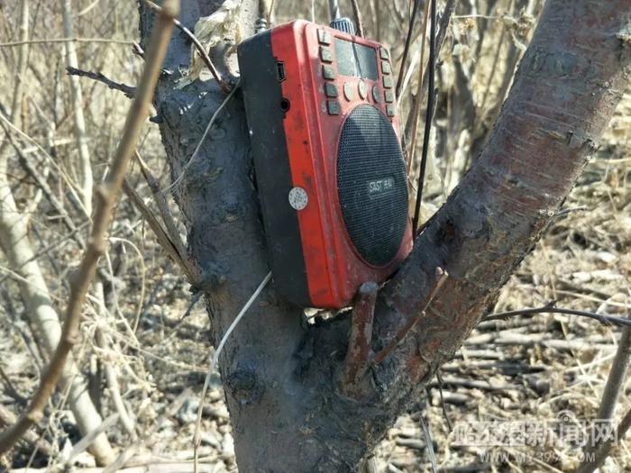 捕鸟20只以上就要判刑！丨春回鸟归，捕鸟网也支起来了！还带“高科技”