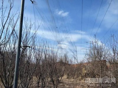 ​捕鸟20只以上就要判刑！丨春回鸟归，捕鸟网也支起来了！还带“高科技”