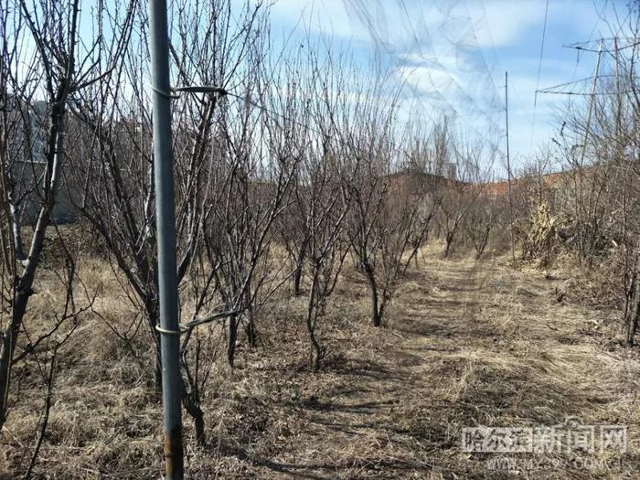 捕鸟20只以上就要判刑！丨春回鸟归，捕鸟网也支起来了！还带“高科技”