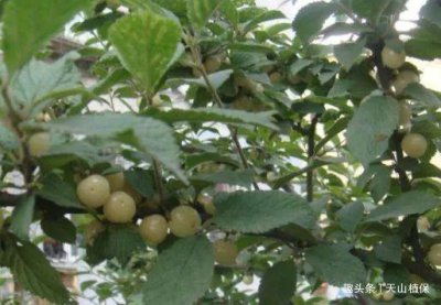 ​人工种植出来的“白玉樱桃”，价格贵过红樱桃，80元一斤营养高！