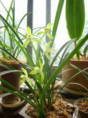 被誉为兰花中的珍品，香味浓花量大，价格便宜好养活