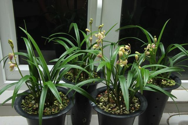 被誉为兰花中的珍品，香味浓花量大，价格便宜好养活