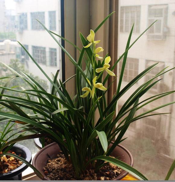 被誉为兰花中的珍品，香味浓花量大，价格便宜好养活
