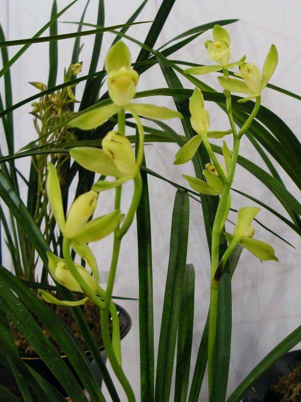 被誉为兰花中的珍品，香味浓花量大，价格便宜好养活