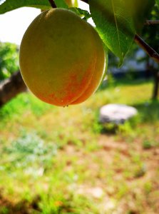 ​盛夏的果实（22图）