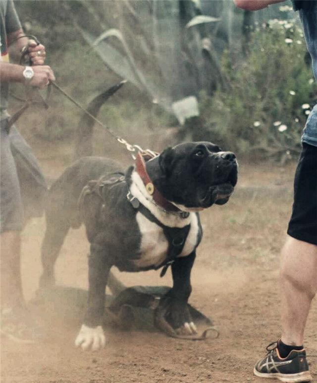 猛犬中的五类知名斗犬,被誉为犬中“悍匪”