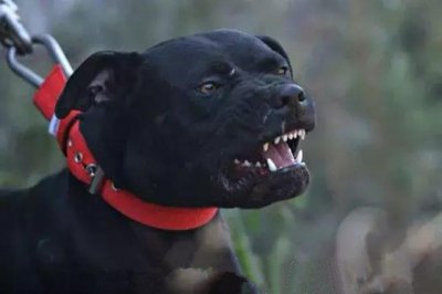 ​猛犬中的五类知名斗犬，被誉为犬中“悍匪”