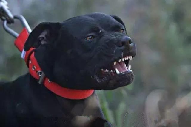 猛犬中的五类知名斗犬,被誉为犬中“悍匪”