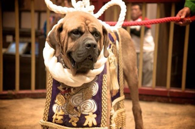 猛犬中的五类知名斗犬,被誉为犬中“悍匪”