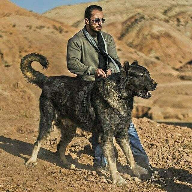 猛犬中的五类知名斗犬,被誉为犬中“悍匪”