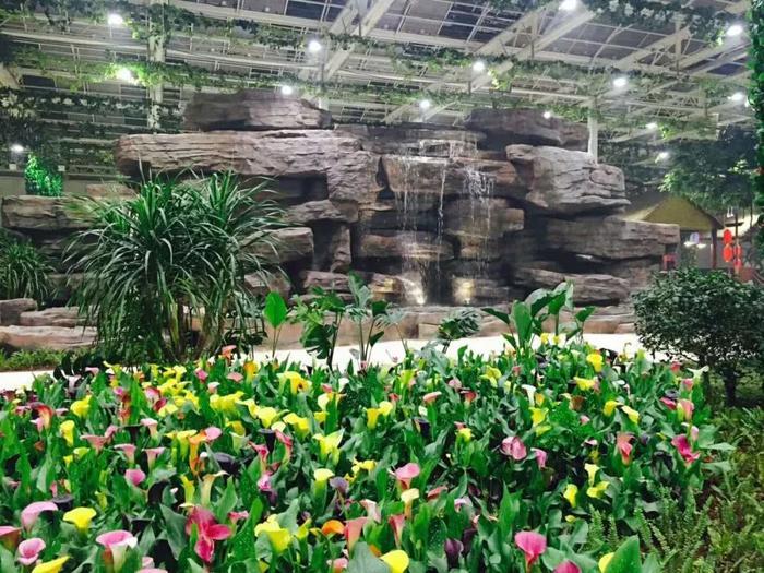 直播预热:走进桂林洋国家热带农业公园,开启奇妙梦幻体验之旅!