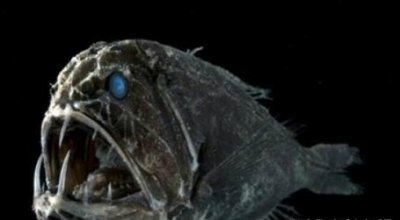 ​海洋深处令人悚的十大生物，丑陋狰狞，出海即死