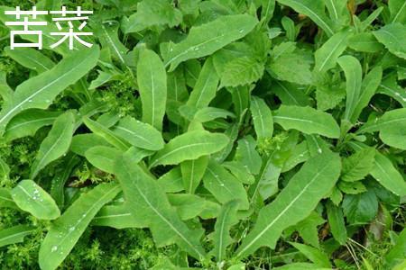 苦菜和蒲公英应该如何辨别?