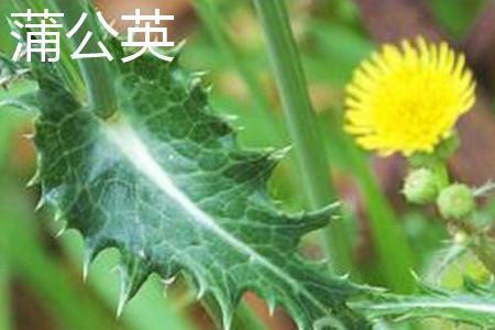 苦菜和蒲公英应该如何辨别?