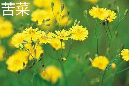 苦菜和蒲公英应该如何辨别?