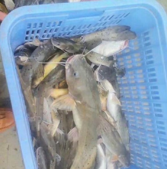 稀有的宝贝鱼,一斤200元,没水也能活很久,市场空间升值大