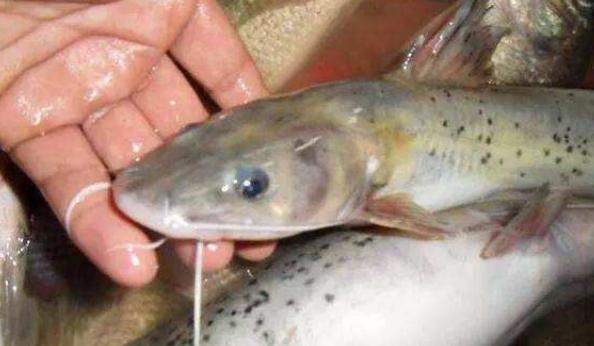 稀有的宝贝鱼,一斤200元,没水也能活很久,市场空间升值大