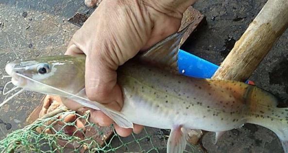 稀有的宝贝鱼,一斤200元,没水也能活很久,市场空间升值大