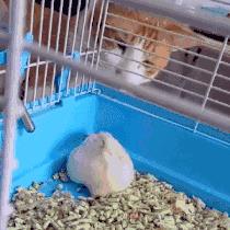 笑死人不偿命的gif动态图片精彩搞笑动图