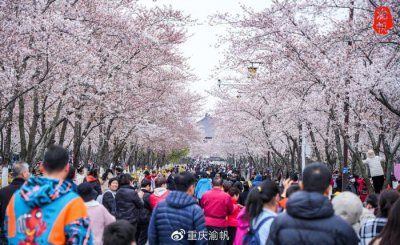 ​万万没想到，扬州竟然比重庆还要宠游客，为了游客赏花年年封干道