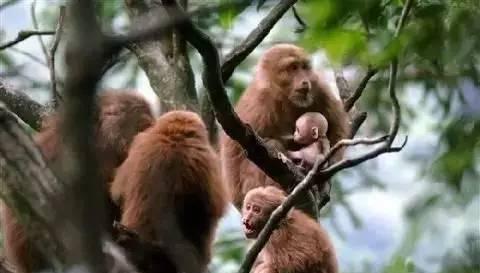 走进罗田天堂寨景区