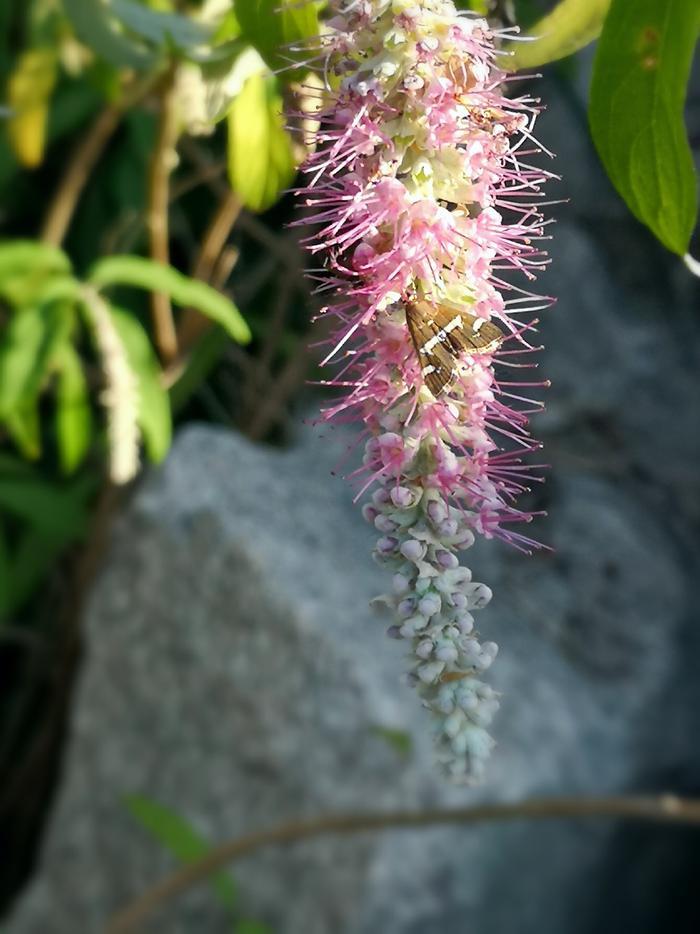植物百科——香薷(原创手机摄影)