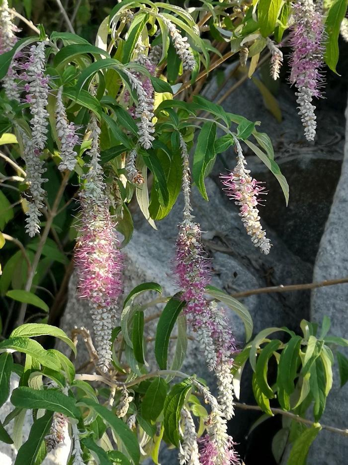 植物百科——香薷(原创手机摄影)