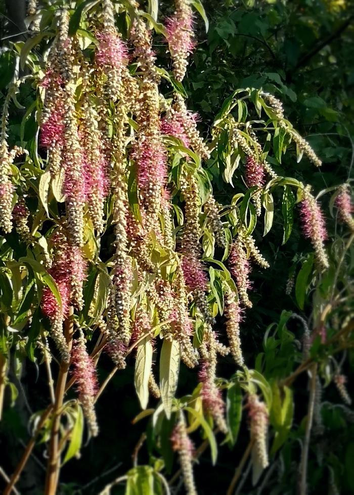 植物百科——香薷(原创手机摄影)