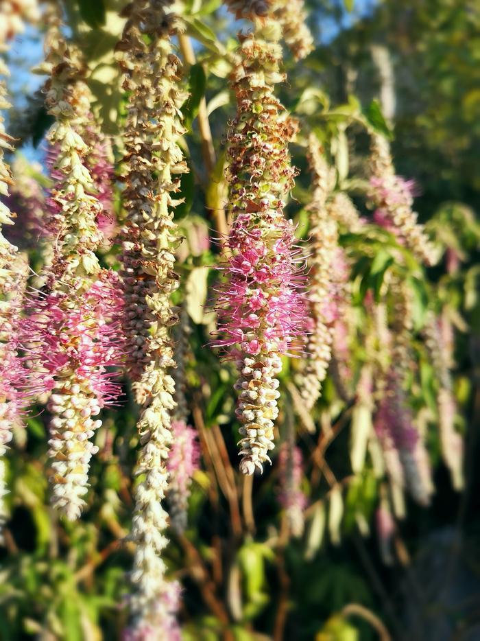 植物百科——香薷(原创手机摄影)