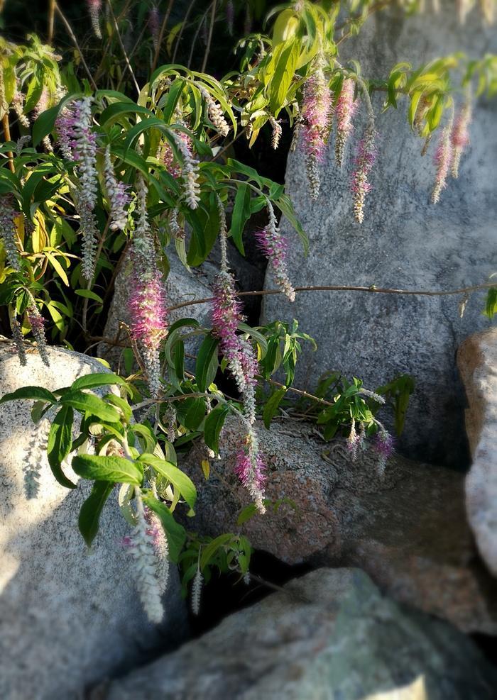 植物百科——香薷(原创手机摄影)