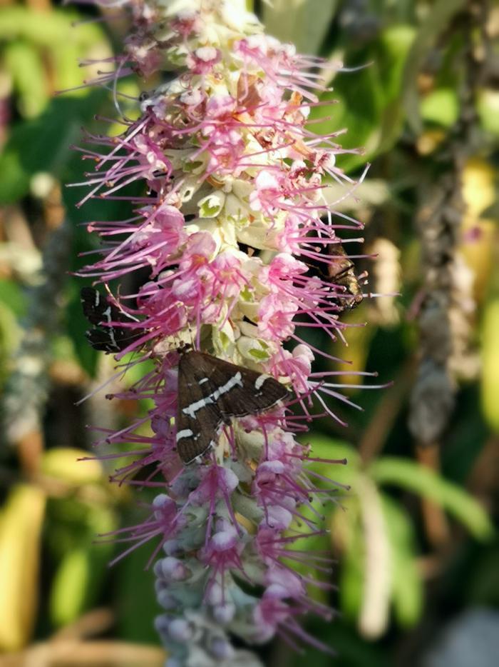 植物百科——香薷(原创手机摄影)