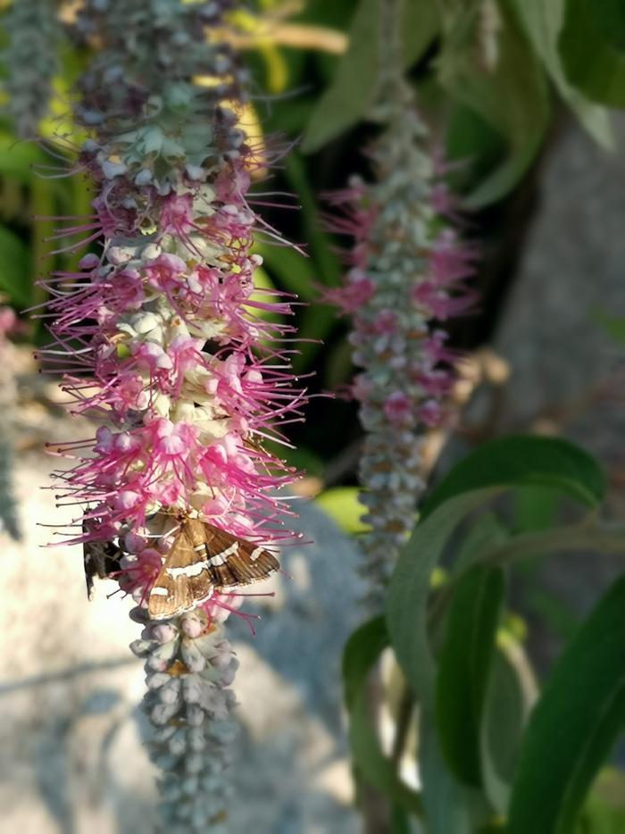 植物百科——香薷(原创手机摄影)
