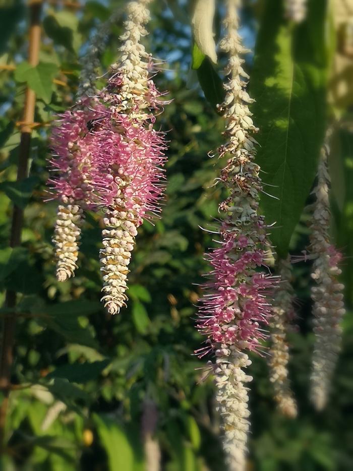 植物百科——香薷(原创手机摄影)