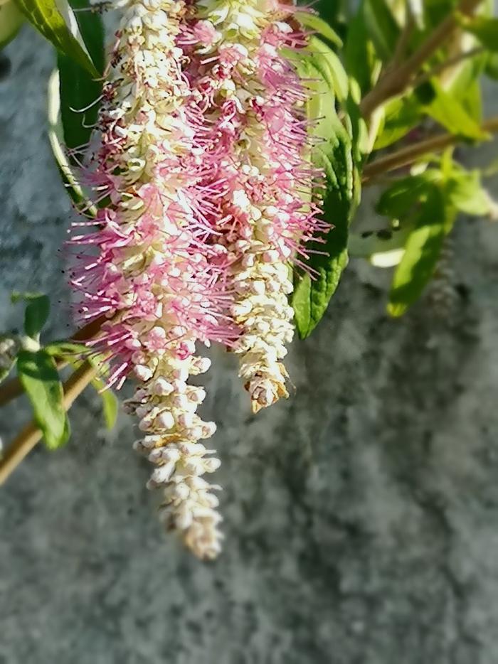 植物百科——香薷(原创手机摄影)