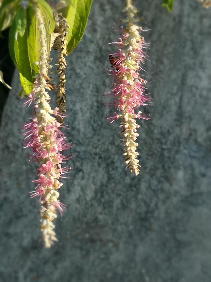 植物百科——香薷(原创手机摄影)