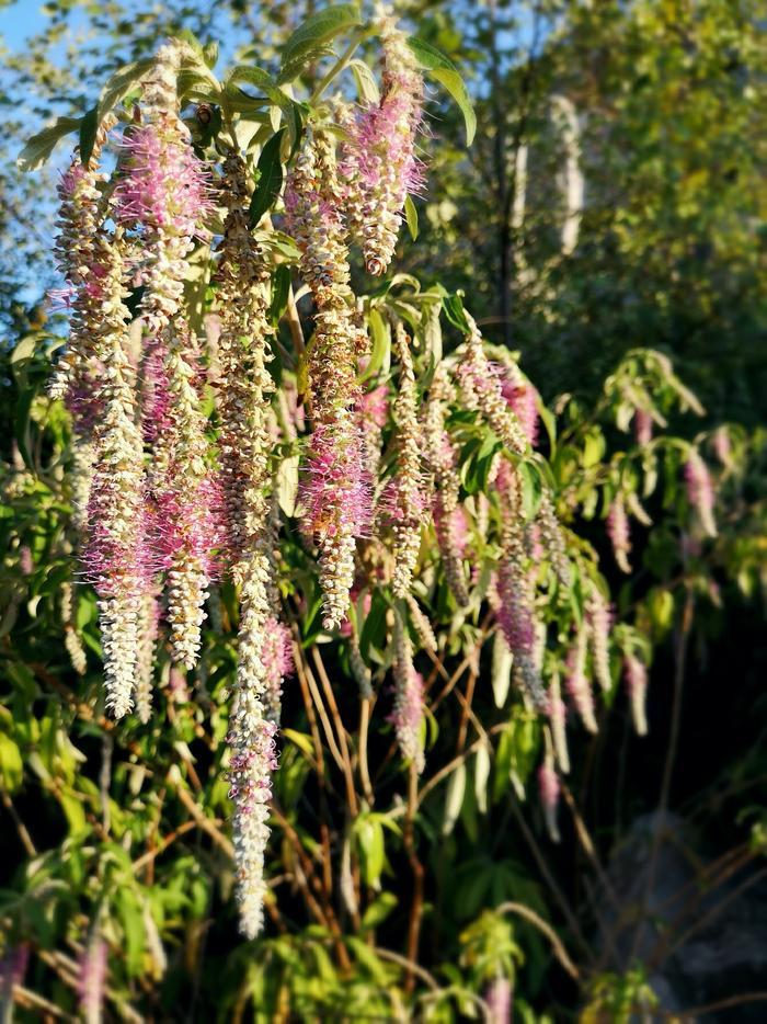 植物百科——香薷(原创手机摄影)
