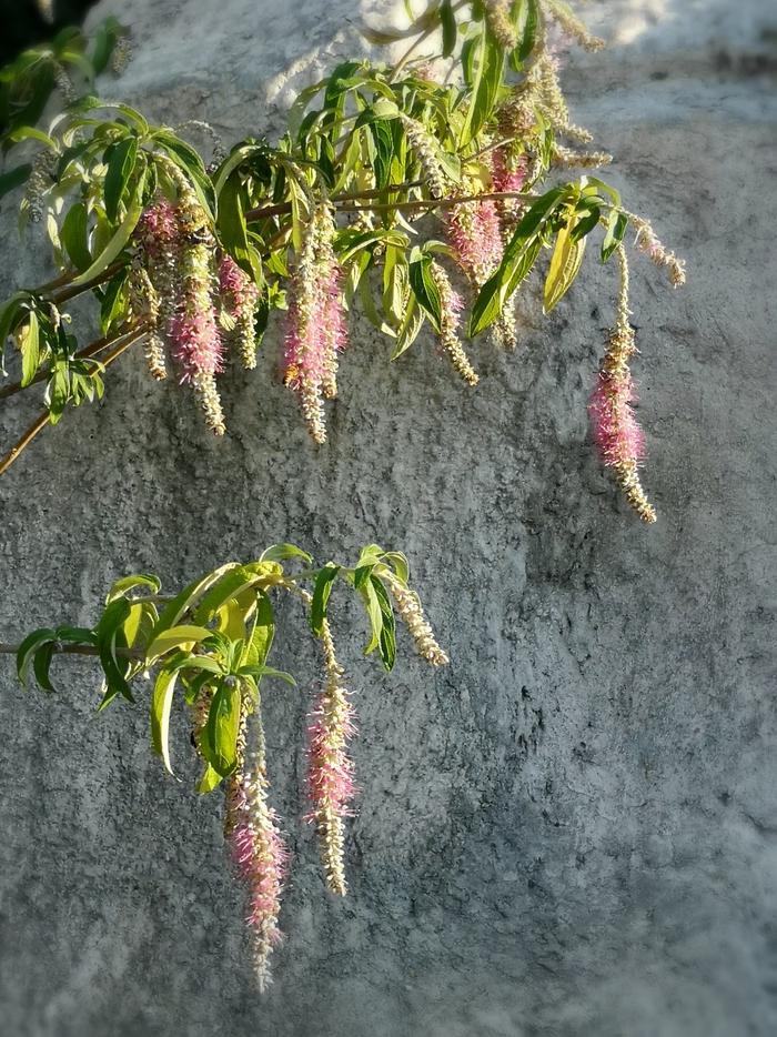植物百科——香薷(原创手机摄影)