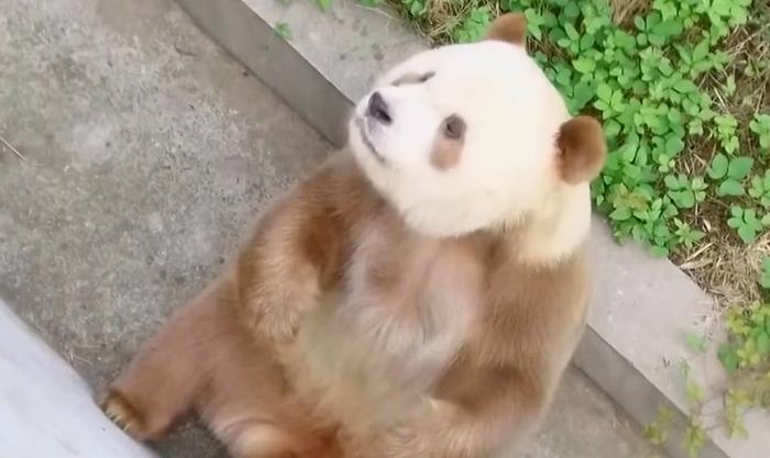 棕色大熊猫你们见过吗?地球仅存一只,国宝中的国宝