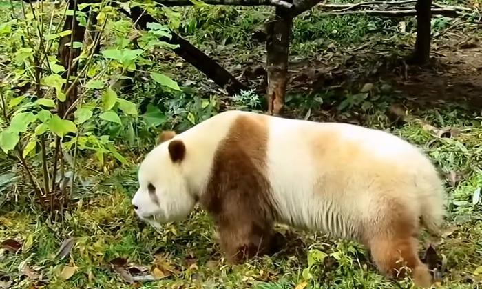 棕色大熊猫你们见过吗?地球仅存一只,国宝中的国宝