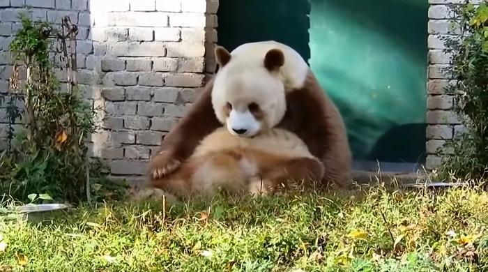 棕色大熊猫你们见过吗?地球仅存一只,国宝中的国宝