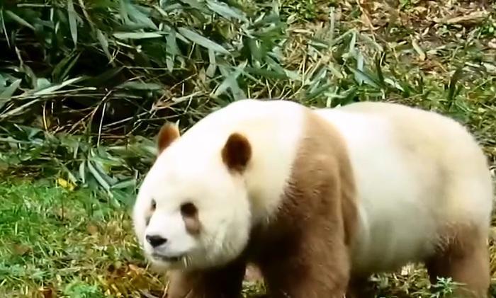 棕色大熊猫你们见过吗?地球仅存一只,国宝中的国宝